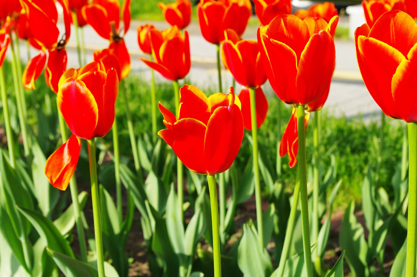 月一年ボイス 春の便り（二〇二六年三月〜五月）